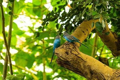 Low angle view of bird perching on branch