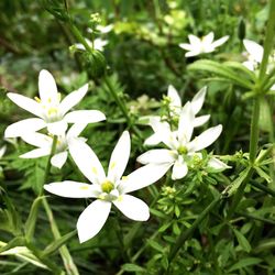 Close-up of white flower