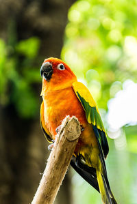 Close-up of parrot perching on branch