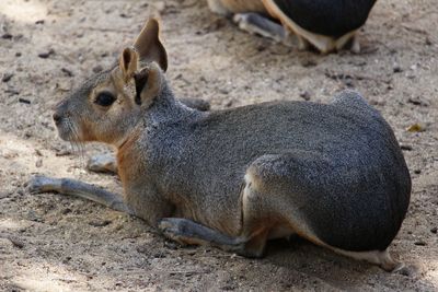 High angle view of rabbit on land