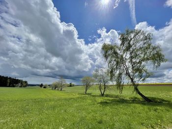 Trees on field against sky