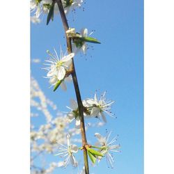 Low angle view of flowers against blue sky