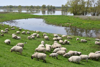 Flock of sheep grazing on field