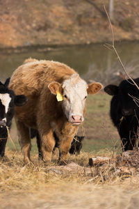 Cow standing in a field
