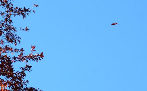 Low angle view of trees against clear blue sky