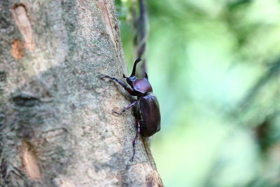 Close-up of insect on tree trunk