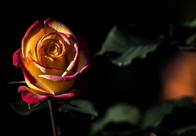 Close-up of rose against black background