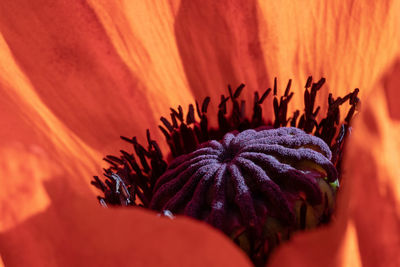 Close-up of orange flower