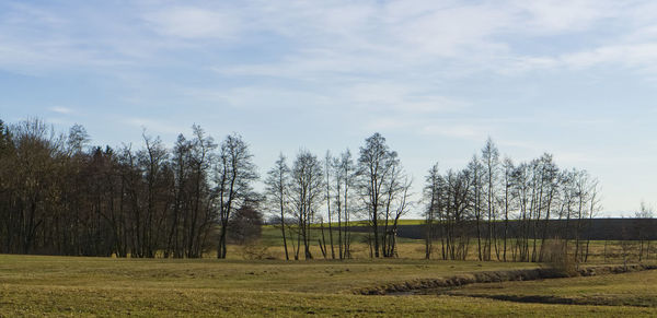 Trees on field against sky