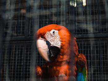 Close-up of parrot in cage