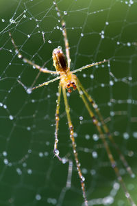 Close-up of spider on web