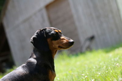 Close-up of dachshund on grassy field during sunny day