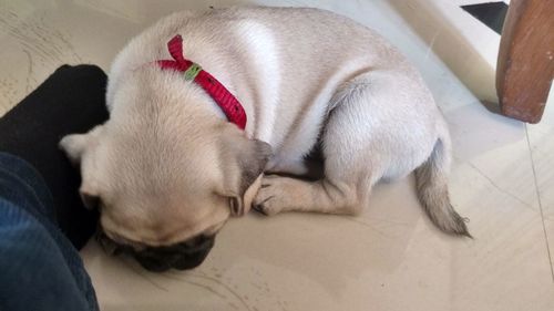 High angle view of puppy sleeping