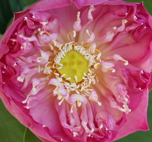 Close-up of pink flower blooming outdoors