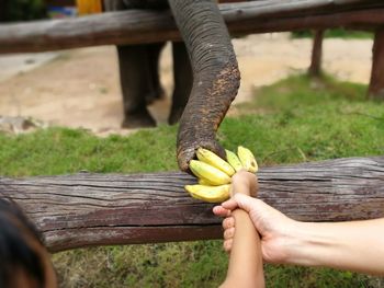 Close-up of hand holding fruit