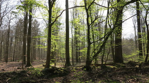 Trees growing in forest