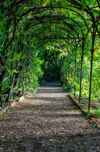 Footpath amidst trees in forest