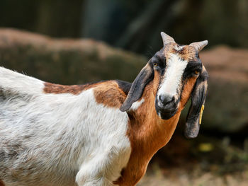 Close-up of goat standing on field