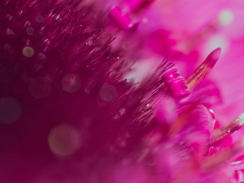 Macro shot of pink feather