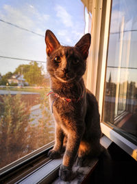 Cat looking through window