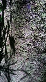 Close-up of lizard on tree