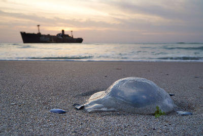 Jellyfish stranded on the sandy beach with shipwreck in the background