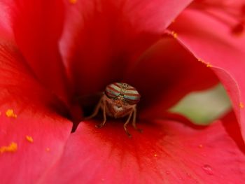 Close-up of insect on red flower