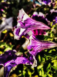 Close-up of purple iris flower