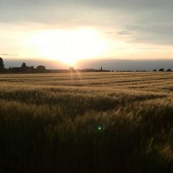 Scenic view of field against sky during sunset