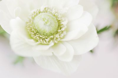 High angle view of white flower