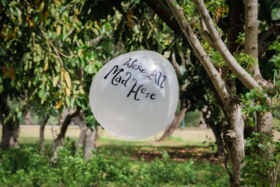 Close-up of text on tree trunk