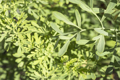 Close-up of fresh green leaves