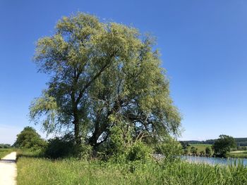 Tree on field against clear blue sky