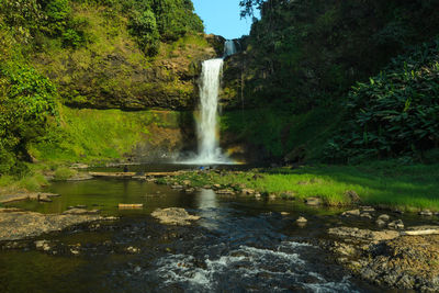 Scenic view of waterfall in forest