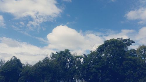 Low angle view of trees against sky