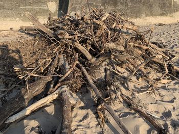 High angle view of driftwood on field