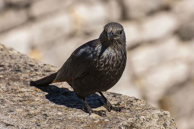 Close-up of bird perching on rock