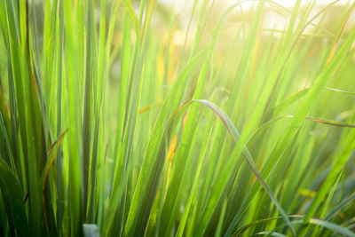 Close-up of fresh green grass in field