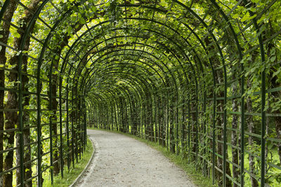 Footpath amidst trees in forest