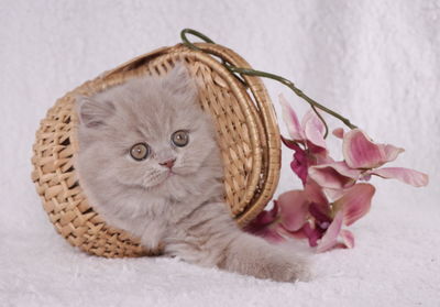 Close-up of kitten in basket