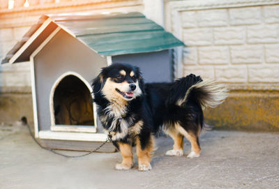 Cute happy black dog near his house on a sunny day. dog booth. house for an animal