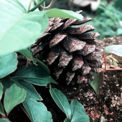 Close-up of plant growing outdoors