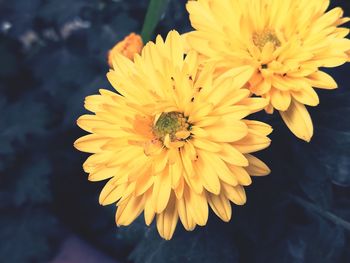 Close-up of bee pollinating flower