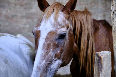 Close-up of horse in stable