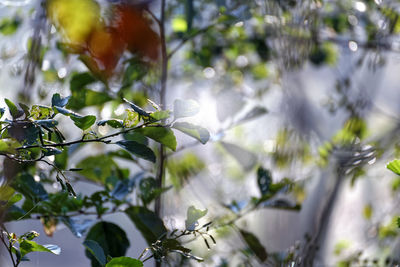 Low angle view of flowering plant against trees