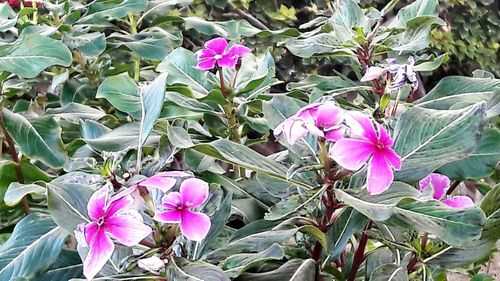 Close-up of pink flowers