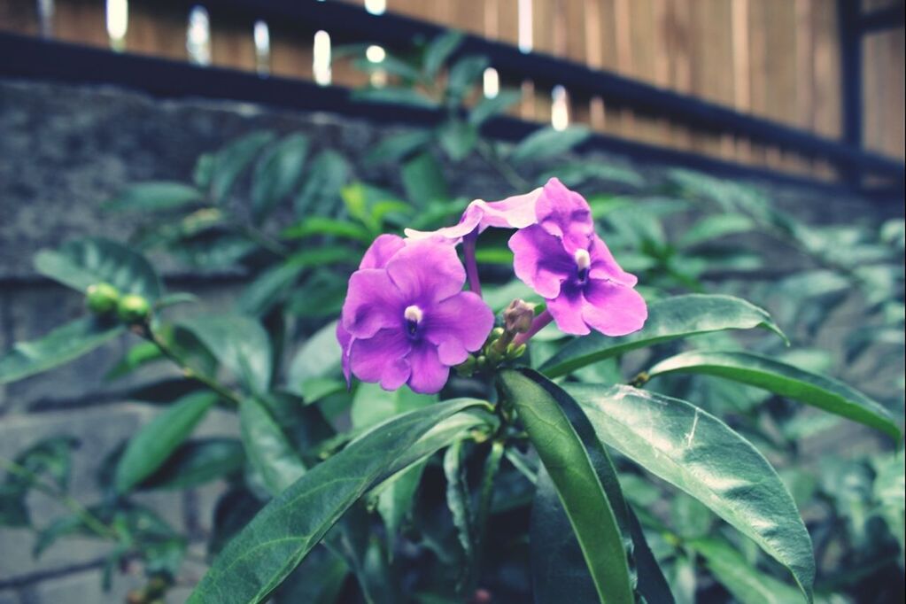 flower, freshness, fragility, growth, petal, plant, beauty in nature, flower head, focus on foreground, close-up, pink color, leaf, nature, blooming, selective focus, in bloom, park - man made space, green color, day, outdoors