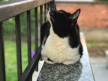 Close-up of black cat sitting on railing