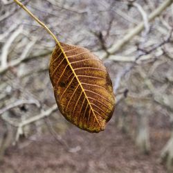 Close-up of dry leaf on branch