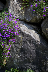 Purple flowers blooming on rock